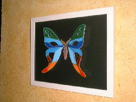Papillon